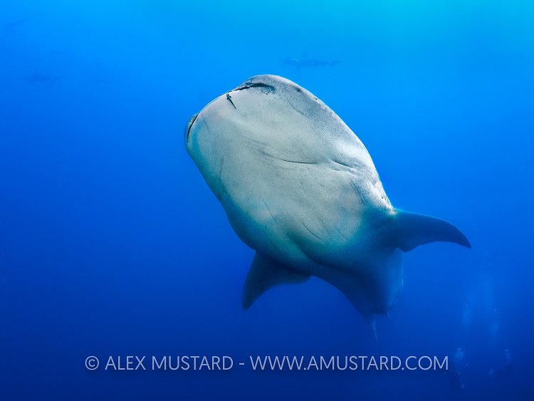 Whale Shark WIth Hammers. Galapagos