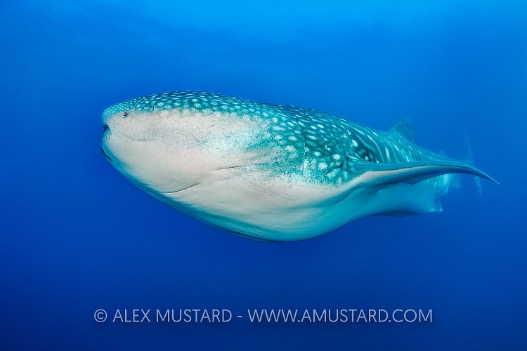 Whale Shark. Galapagos