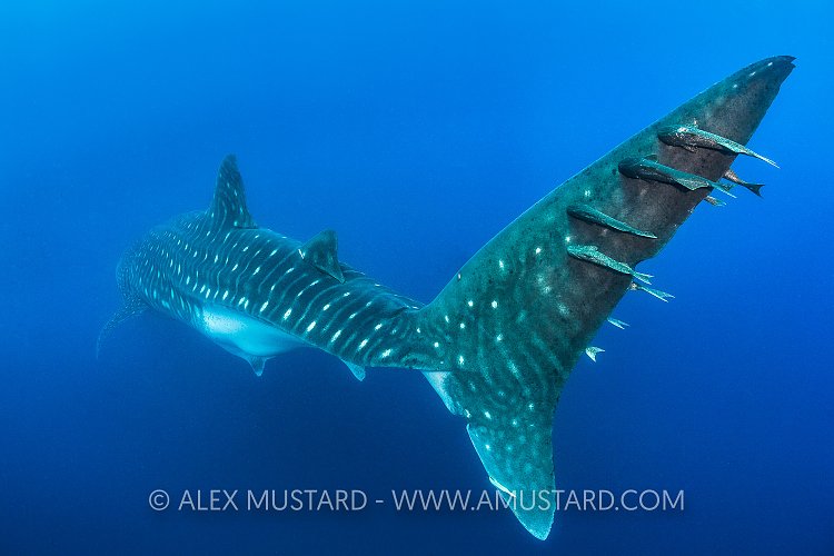 Whale Shark Riders. Galapagos