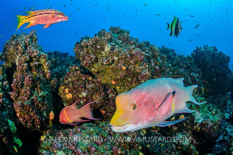 Reef Fish. Galapagos