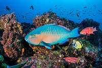 Reef Fish. Galapagos