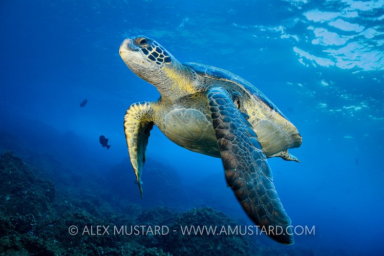Galapagos Turtle. Galapagos