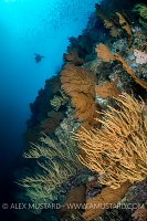 Galapagos Underwater Scenery.