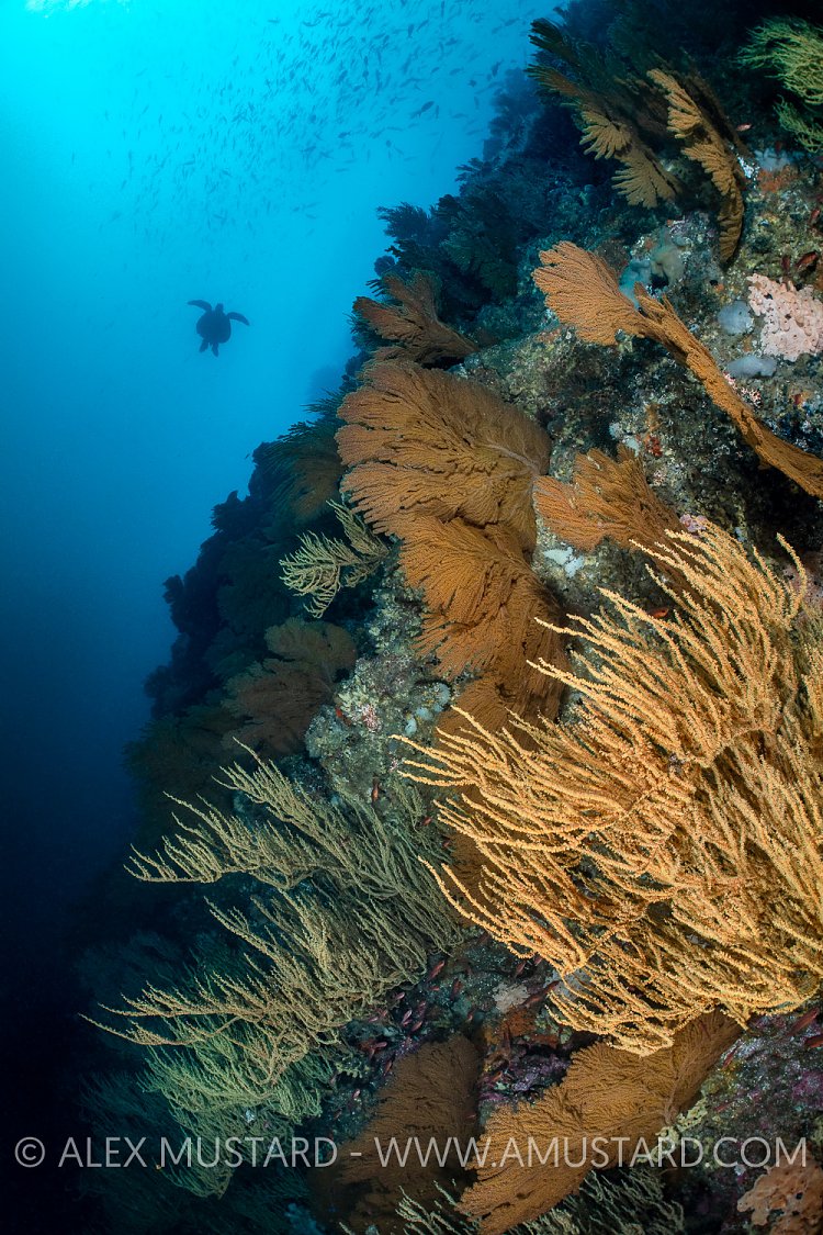 Galapagos Underwater Scenery.