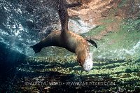 Sea Lion Playtime. Galapagos