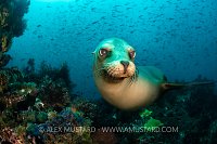 Sea Lion Portrait. Galapagos