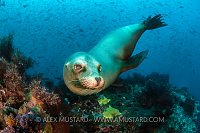 Sea Lion Portrait. Galapagos