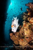 Colourful Harlequin Hogfish. Galapagos