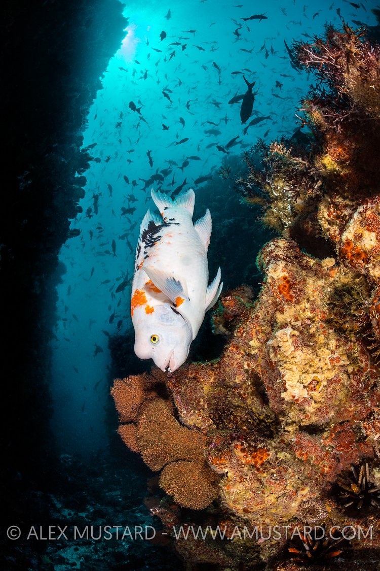 Colourful Harlequin Hogfish. Galapagos
