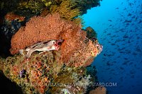 Red Lip Batfish On Reef. Galapagos