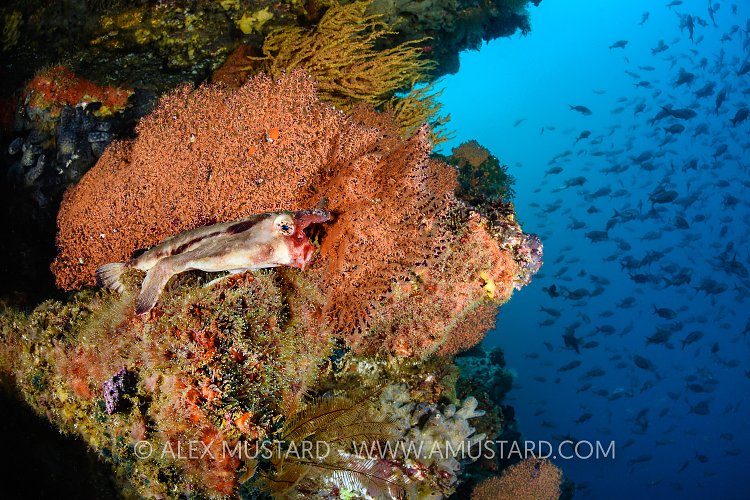Red Lip Batfish On Reef. Galapagos