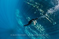 Flightless Cormorant Dive. Galapagos