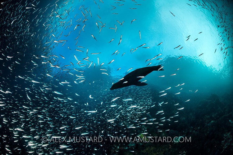 Sea Lion In Schooling Fish. Galapagos