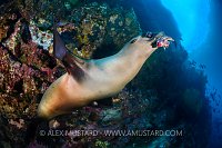 Sea Lion With Batfish Toy. Galapagos