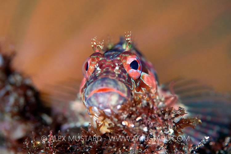 Galapagos Fish Portrait. Galapagos