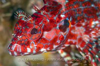 Blenny Portrait. Galapagos