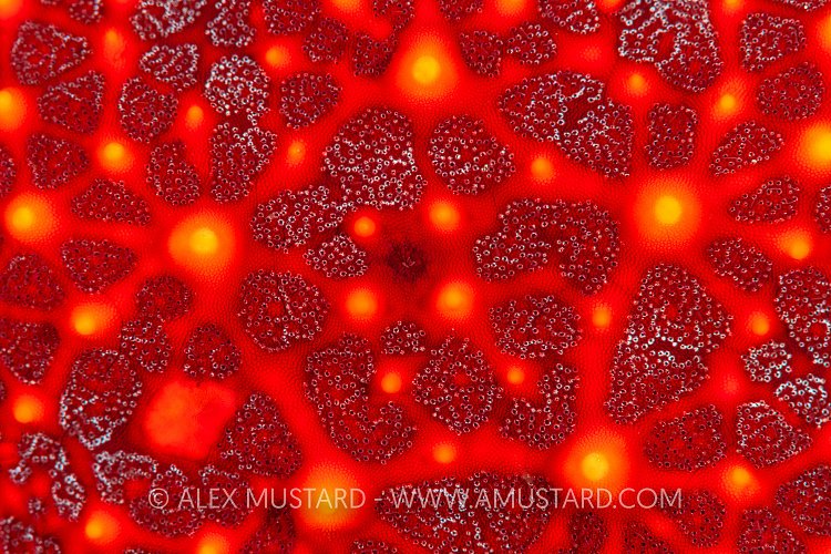 Red Starfish Detail. Galapagos