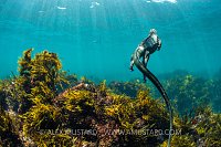 Marine Iguana Swimming. Galapagos