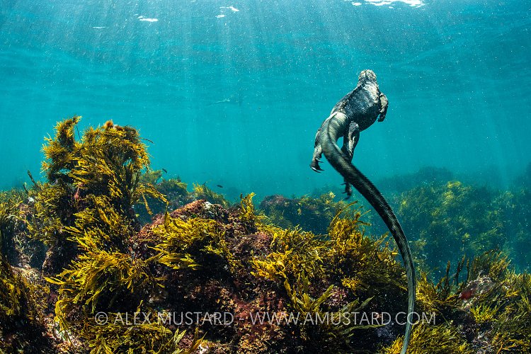 Marine Iguana Swimming. Galapagos