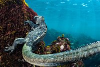 Marine Iguana Feeding. Galapagos
