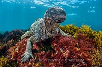 Marine Iguana. Galapagos