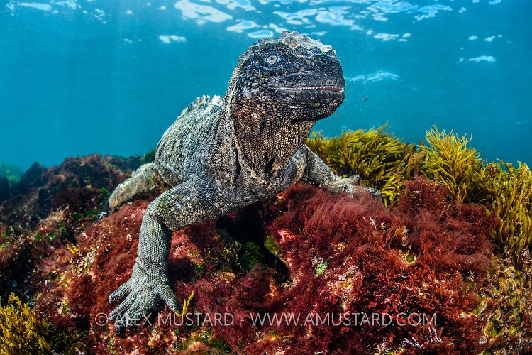 Marine Iguana. Galapagos