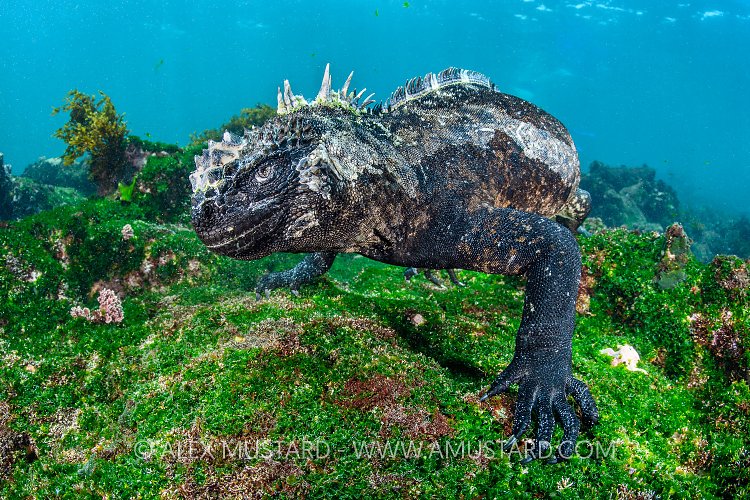 Marine Iguana. Galapagos