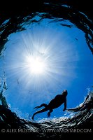 Marine Iguana Silhouette. Galapagos