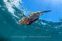 Marine Iguana Diving. Galapagos