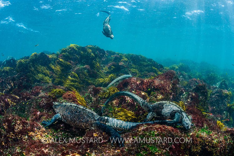 Marine Iguanas Feeding. Galapagos