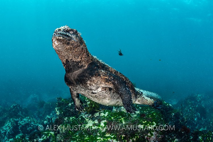 Marine Iguana Swimming. Galapagos