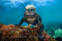 Marine Iguana Portrait. Galapagos