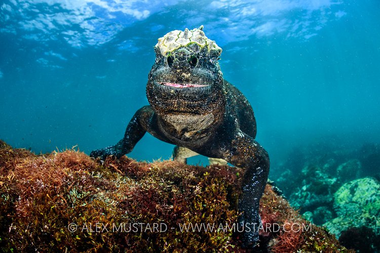 Marine Iguana Portrait. Galapagos