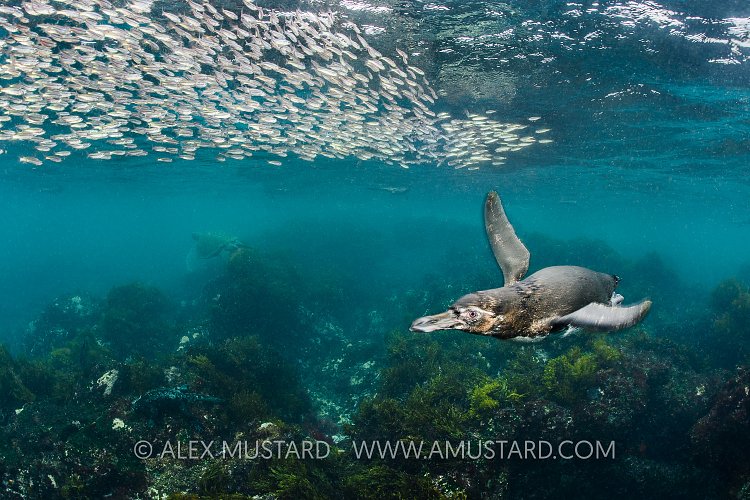 Penguin Hunting. Galapagos