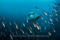 Manta Curtain Call. Galapagos