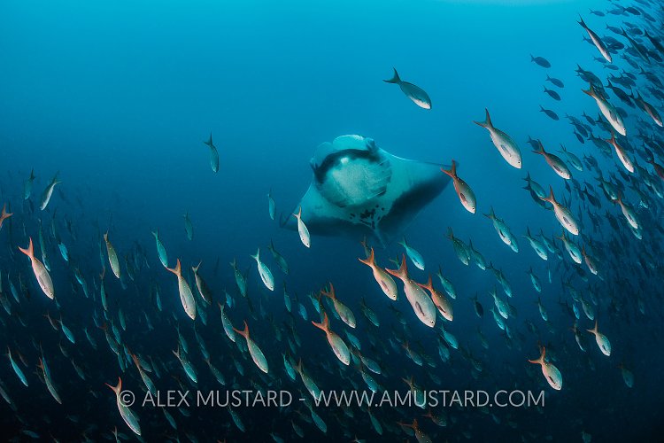 Manta Curtain Call. Galapagos