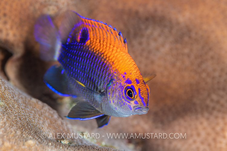 Juvenile Damselfish. Galapagos