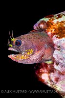 Barnacle Blenny Portrait. Galapagos