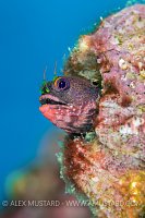 Barnacle Blenny Portrait. Galapagos