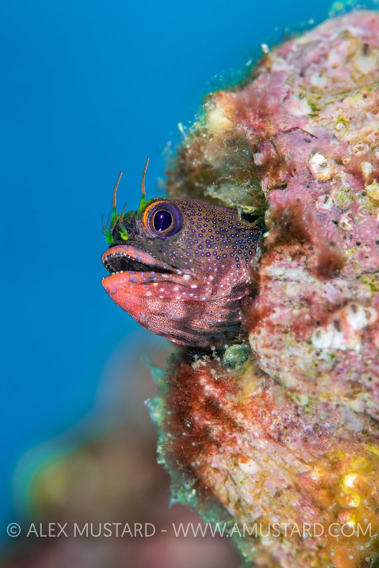 Barnacle Blenny Portrait. Galapagos
