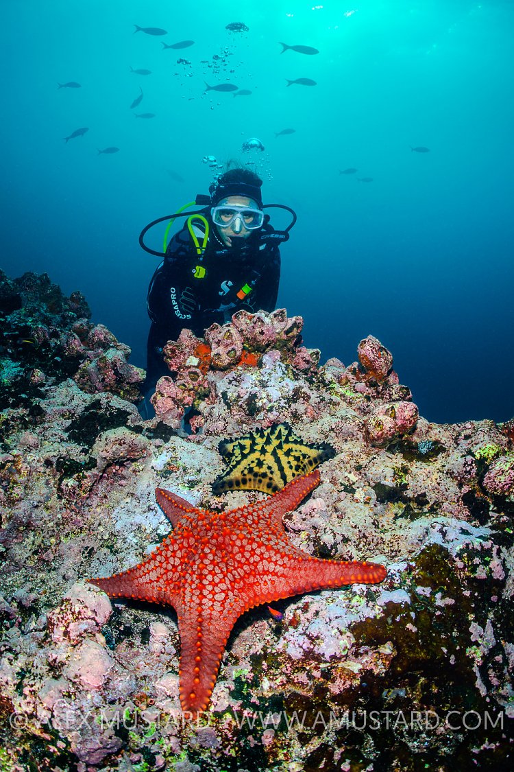 Diver With Starfish. Galapagos