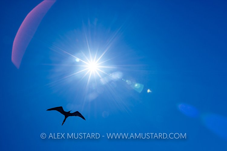 Frigate Flare. Galapagos