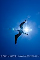 Frigate Flare. Galapagos