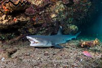 Shark Being Cleaned. Galapagos