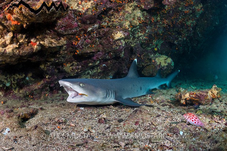 Shark Being Cleaned. Galapagos