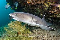 Reef Shark Close Up. Galapagos