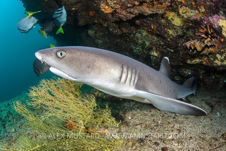 Reef Shark Close Up. Galapagos