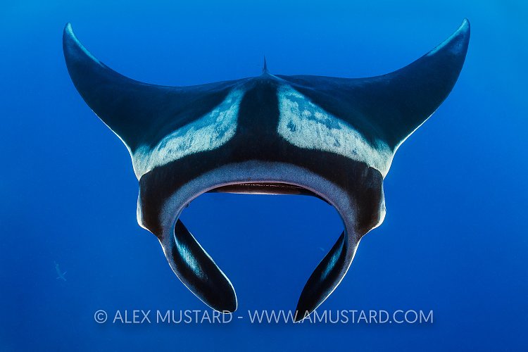 Manta Portrait. Galapagos