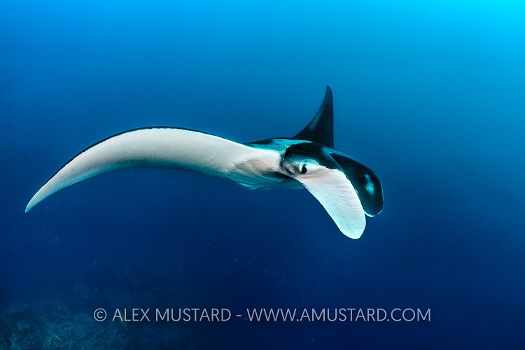 Manta Over Reef. Galapagos