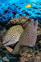 Morey Pair. Maldives